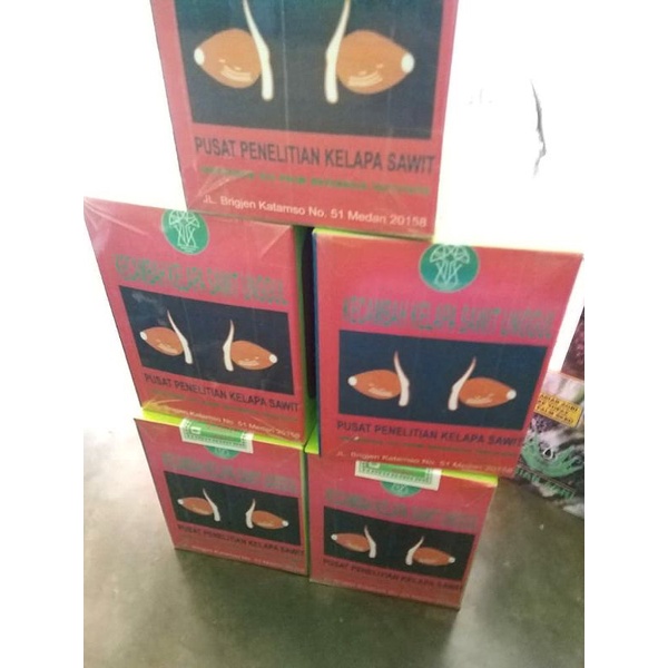 bibit kecamba sawit MAREHAT