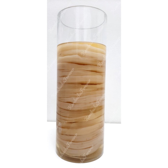 

LAINNYA-KEMASAN-MINUMAN- BIBIT SCOBY JAMUR KOMBUCHA DIAMETER 10CM TEBAL -+ 1 CM PREMIUM ORGANIK