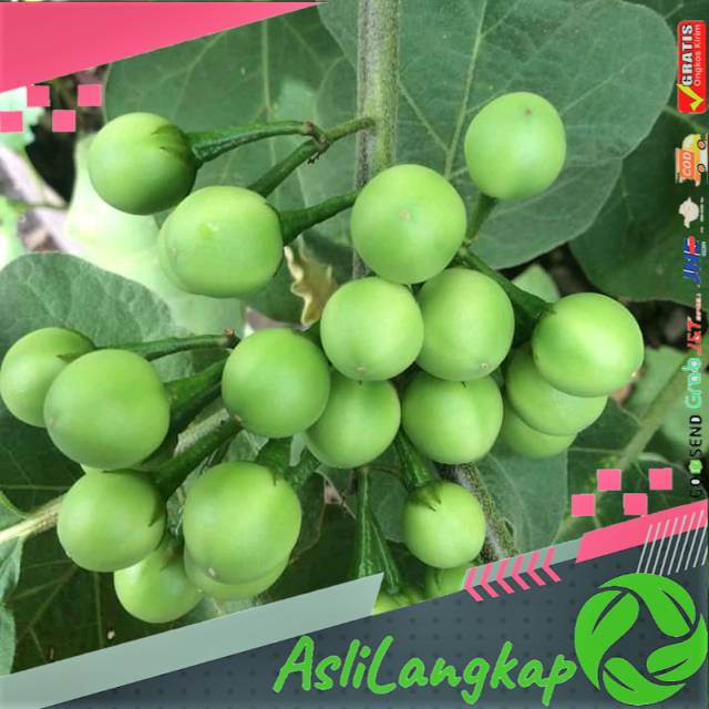 

Buah cepokak segar,tekokak(800 gram)