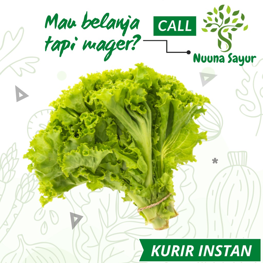 

SAYURAN SEGAR SELADA HIJAU HIDROPONIK LETUCE SELADA LETTUCE KERITING