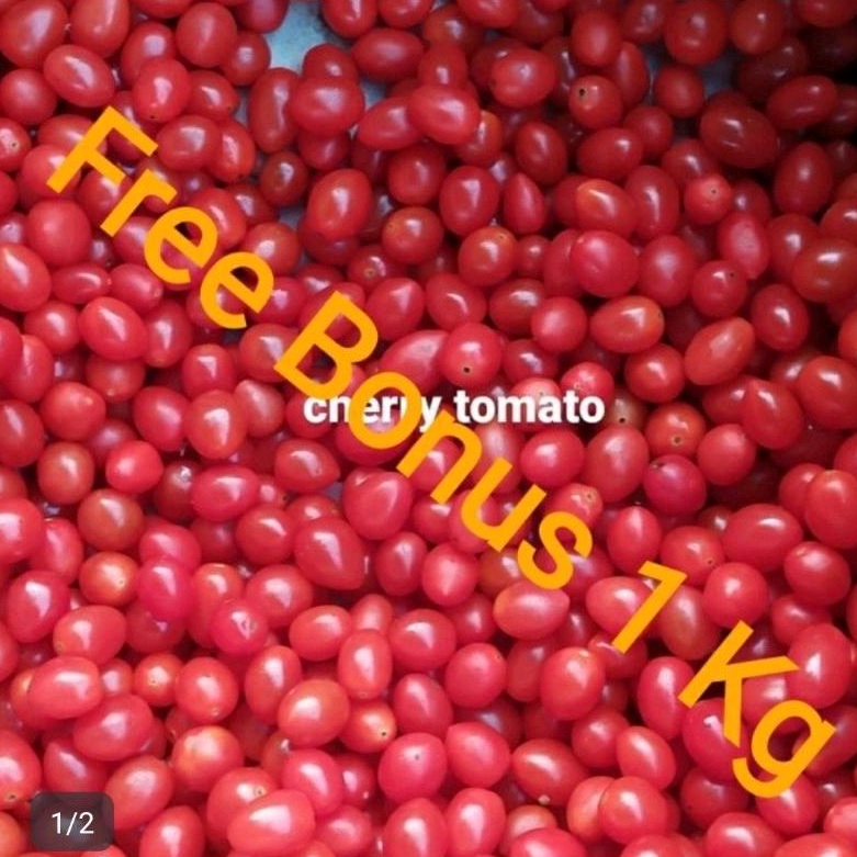 

Tomat Cherry + Gratis Bonus