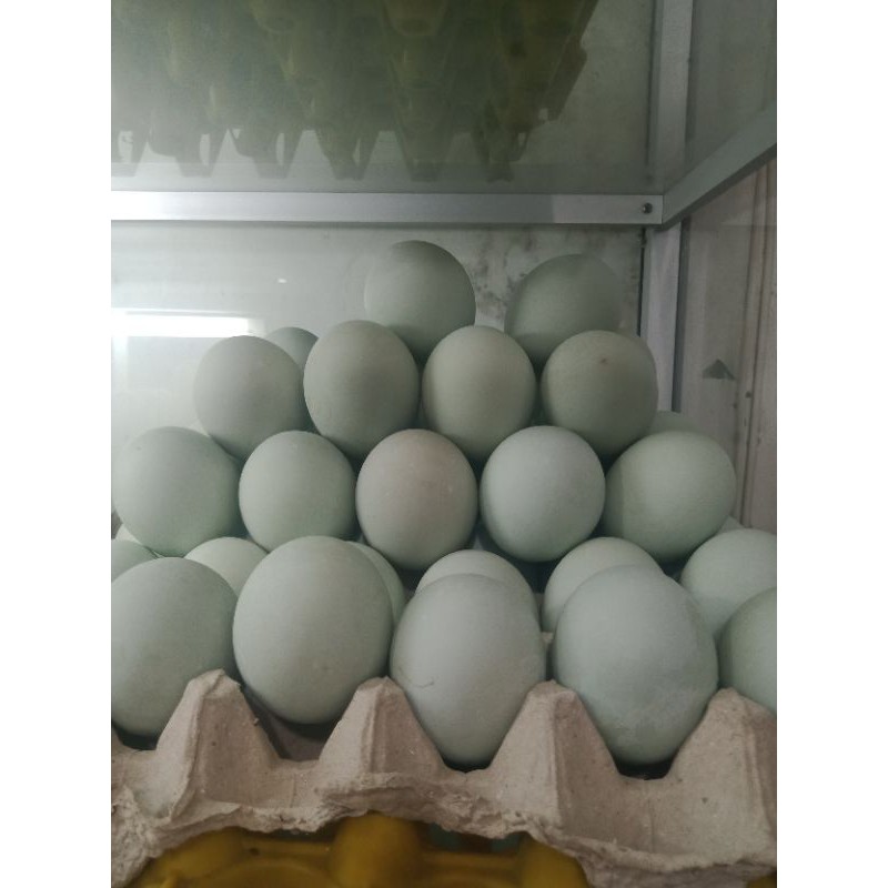 

Telor Asin Rebus
