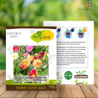 Benih Bibit Bunga  Dahlia  Figaro Mix Haira Seed Shopee  