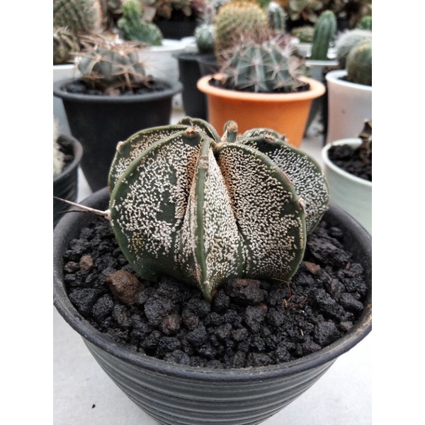 Astrophytum capricorne var aureum