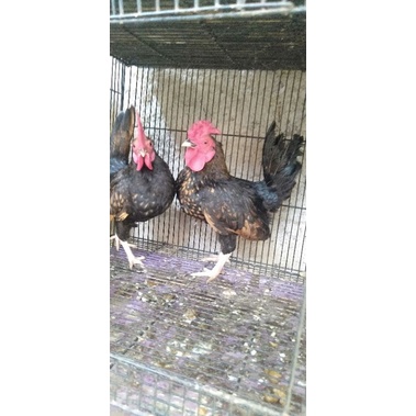 ayam kate batik jago