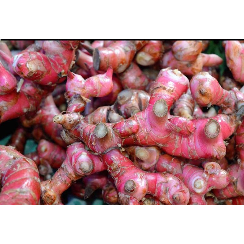 

LENGKUAS SEGAR ,250 GRM