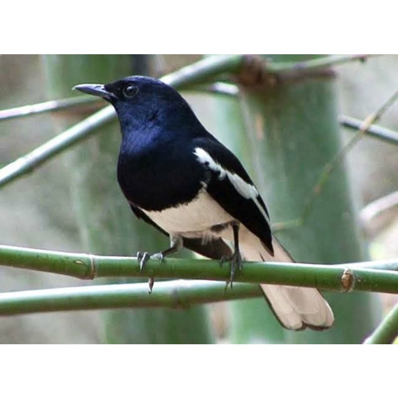 Kacer Daput Kalimantan