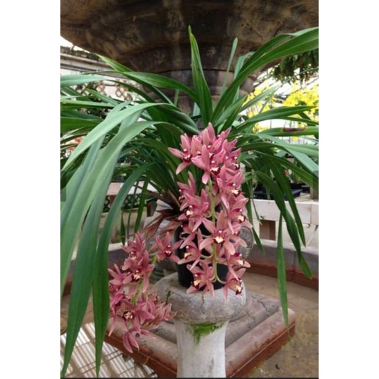 Anggrek cymbidium ( pink rose )
