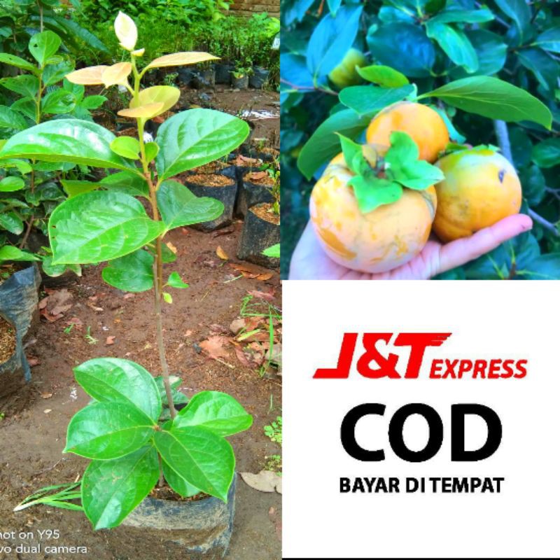 Bibit Kesemek Lokal Hasil Cangkok super Unggul Murah