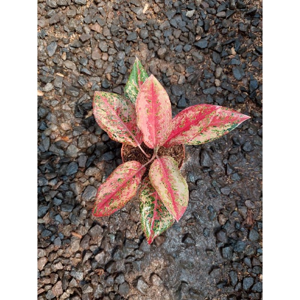 aglonema coconut delight