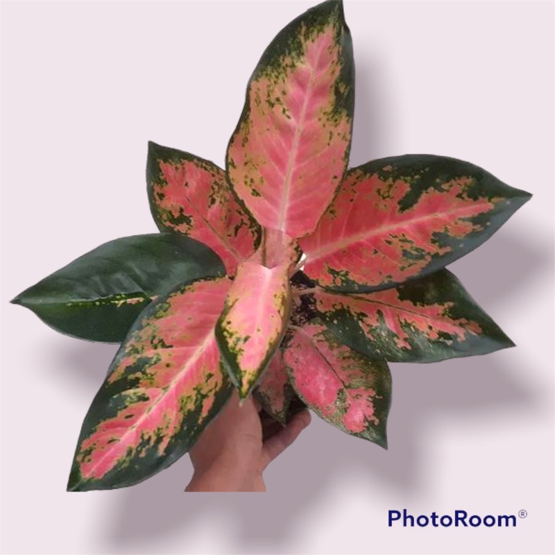 Tanaman Hias Aglonema Kochin - Bunga Aglonema - tanaman hias hidup - bunga hias - bunga hidup - tana