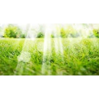 PROMO Benih rumput - Biji Rumput Jepang Siap Tanam Per Kilogram .