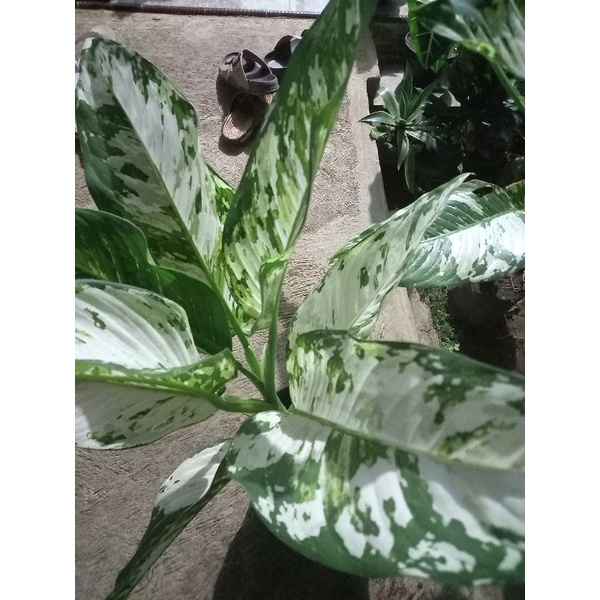 Tanaman Hias Diven Variegata (Dieffenbachia) - Diven Aglonema