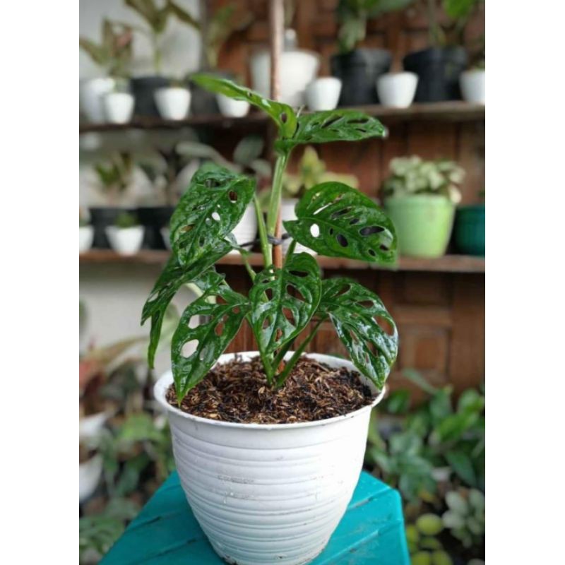 Tanaman Hias Monstera janda bolong | Tanaman Hias Monstera janbol | Tanaman Janda Bolong