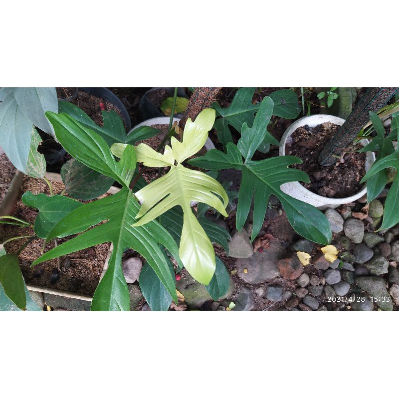 philodendron Florida Ghost rimbun Big size