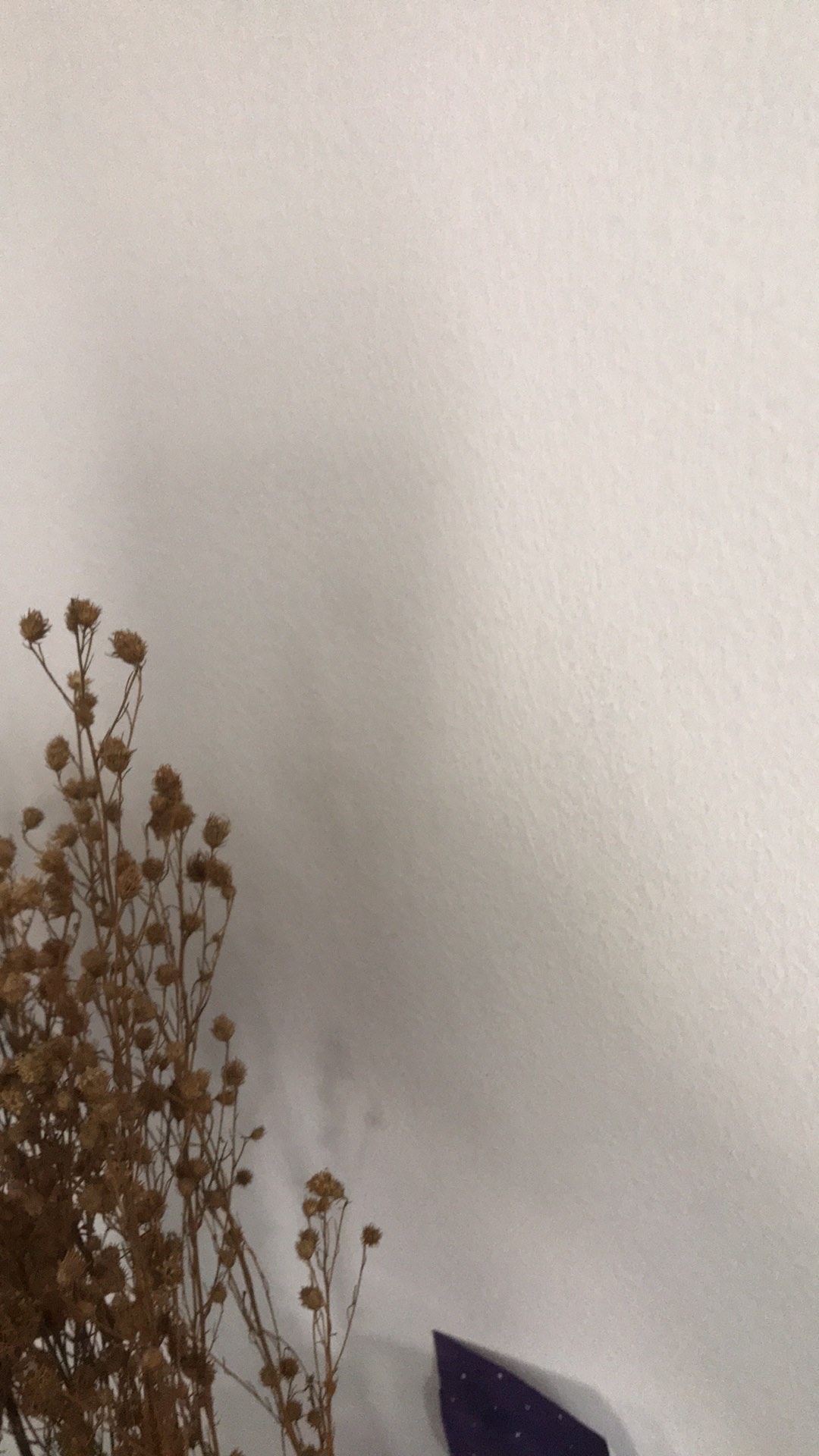 Dried Cotton Bunga Kapuk Bunga Kapas Kering