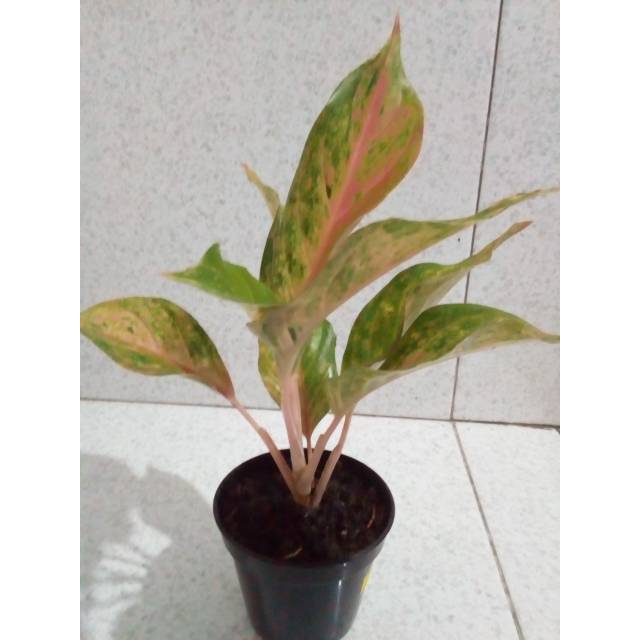 Tanaman hias aglaonema golden baby