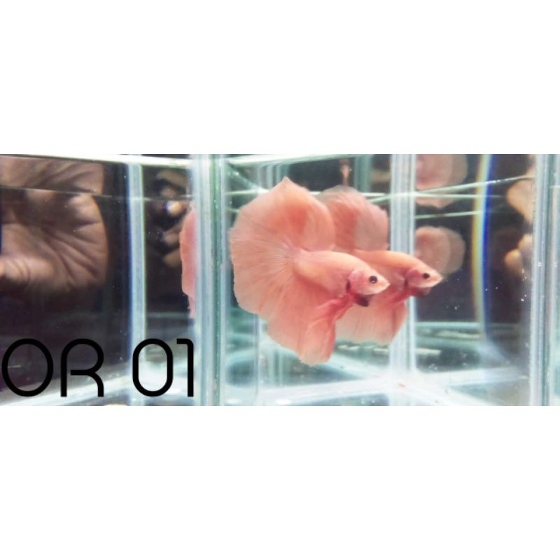 Cupang Hias HM Solid HM Orange Soft Halfmoon Orange Soft HM Pink Male Real Pict Real Video Size L