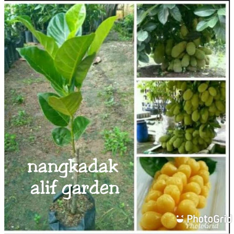 BIBIT NANGKA NANGKa