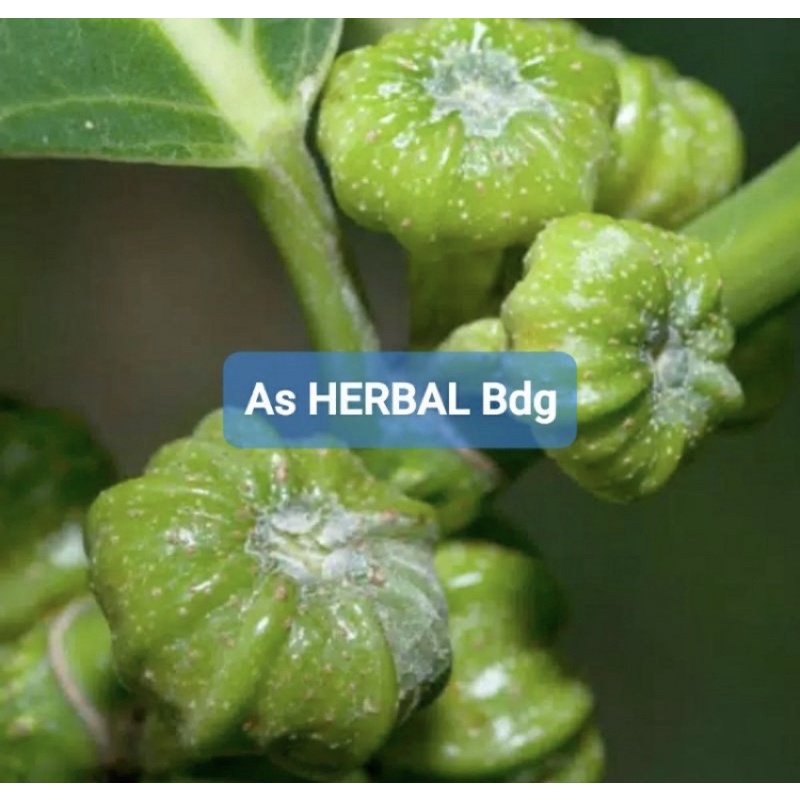 

Buah awar awar segar petik langsung 1 kg-az