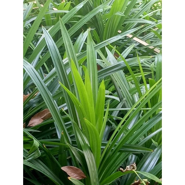 

Daun Pandan Wangi segar