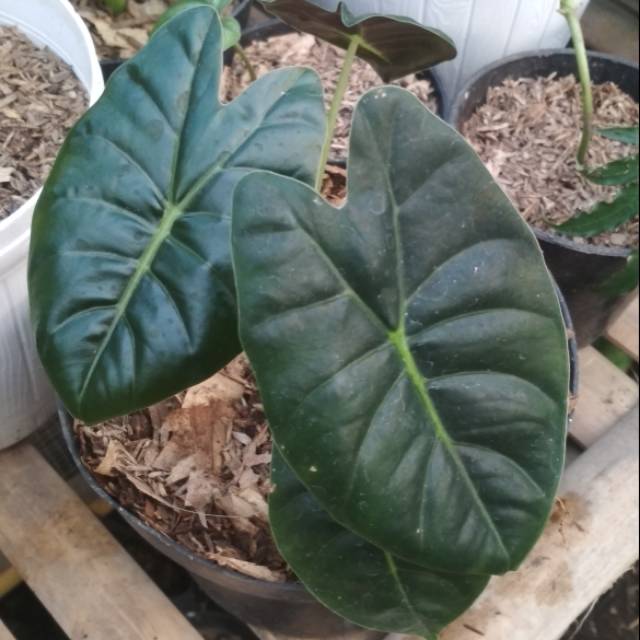 Alocasia golden bone