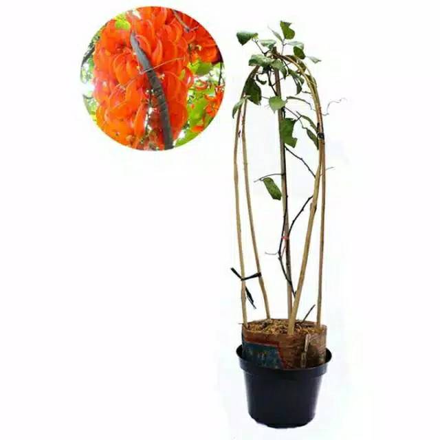 Flame Of Irian Oren - Tanaman Hias Flame Of Irian Orange - Tanaman Rambat Flame Of Irian Orange
