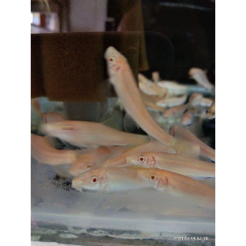 

ikan hias CAE albino red eye