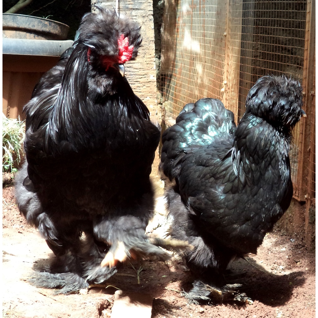 Ayam brahma Park black sepasang trah import siap produksi ( real foto )