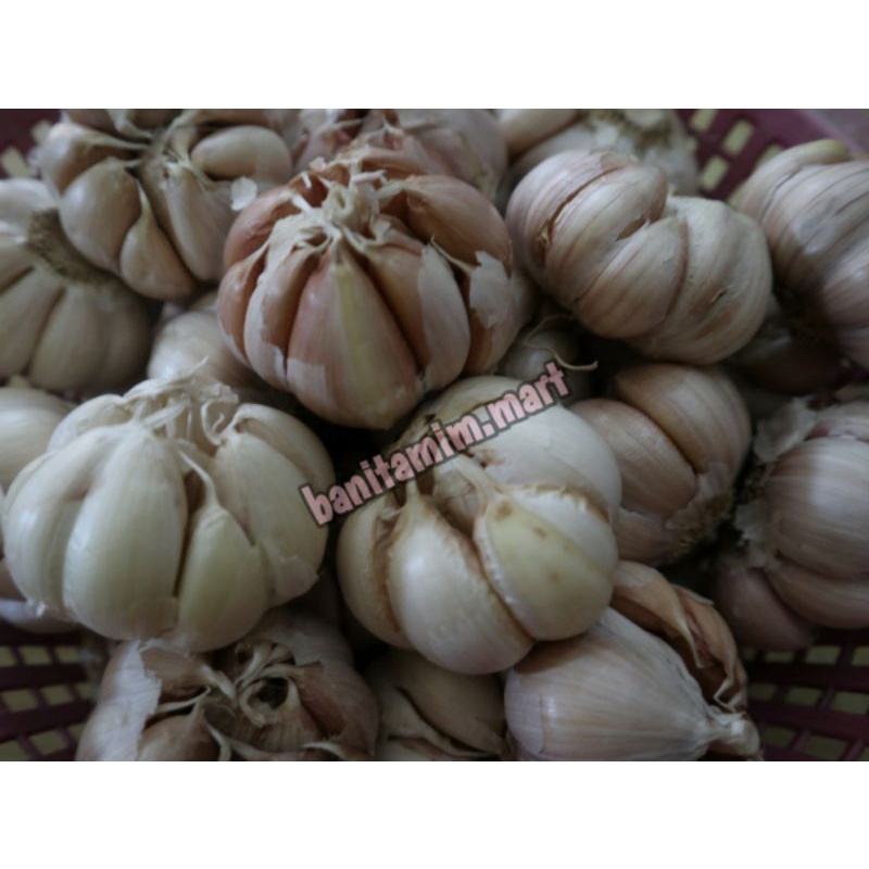 

BAWANG PUTIH