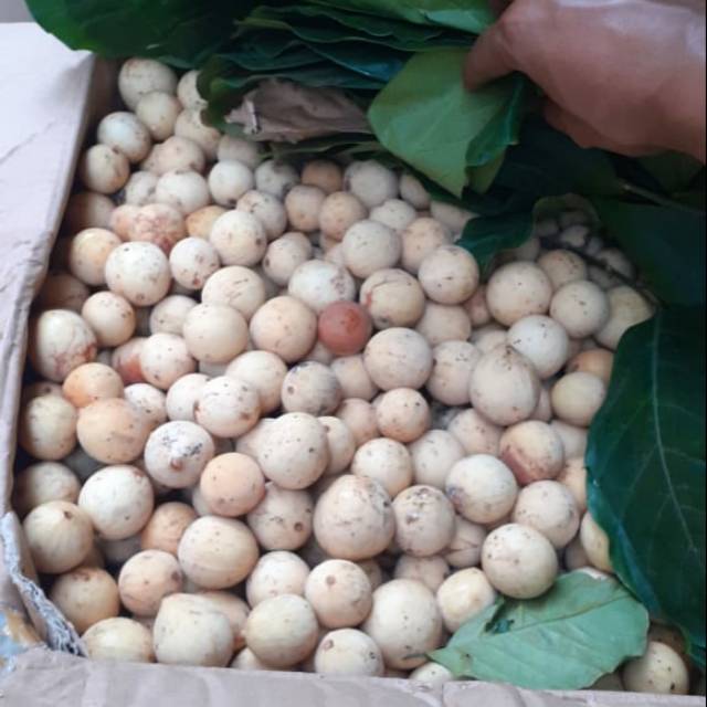 

Buah dukuh