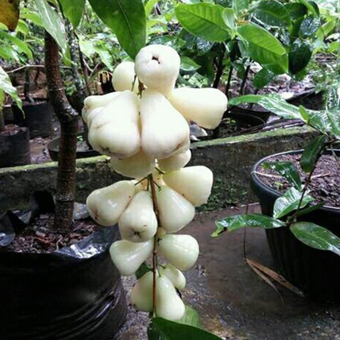Bibit Jambu Air Madu Susu