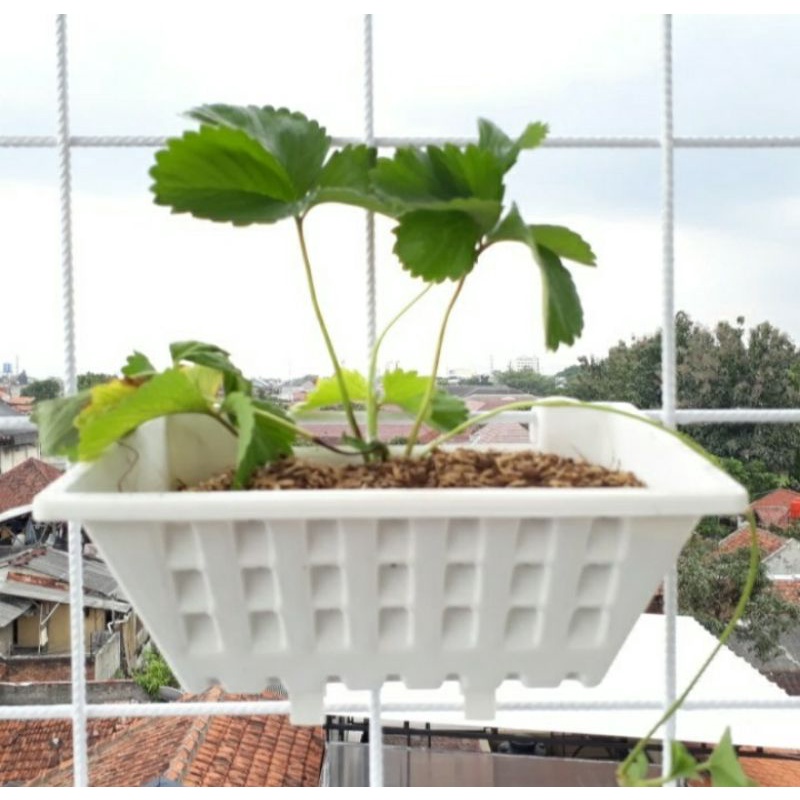 pot argo 02 panjang 25 cm, pot dinding, pot tempel, tamaman merambat