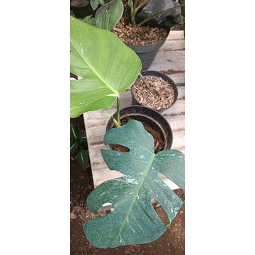 monstera varigata 2 daun murah