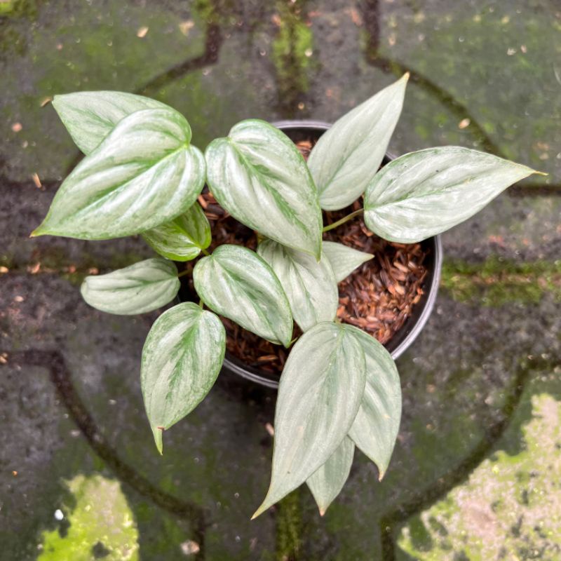 philodendron Sodiroi