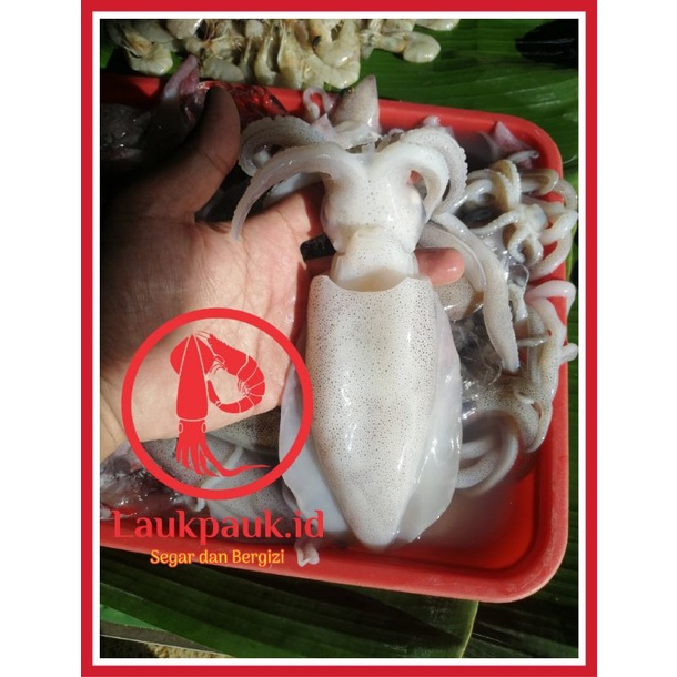 Jual Cumi Laut Sotong Ukuran Sedang 250gr Indonesia Shopee Indonesia