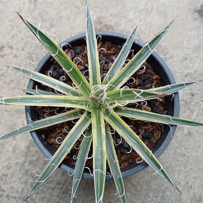 agave leopoldii variegata KAKTUS SUKULEN|TANAMAN HIAS