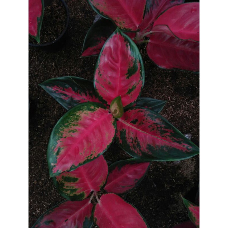 AGLONEMA RED SUKSOM SEPESIAL | (TERLARIS)