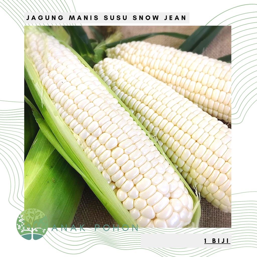 Benih Bibit Biji - Jagung Manis Susu Snow Jean Putih White Sweet Corn F1 Hibrida Seeds - Panen Dalam 75 Hari