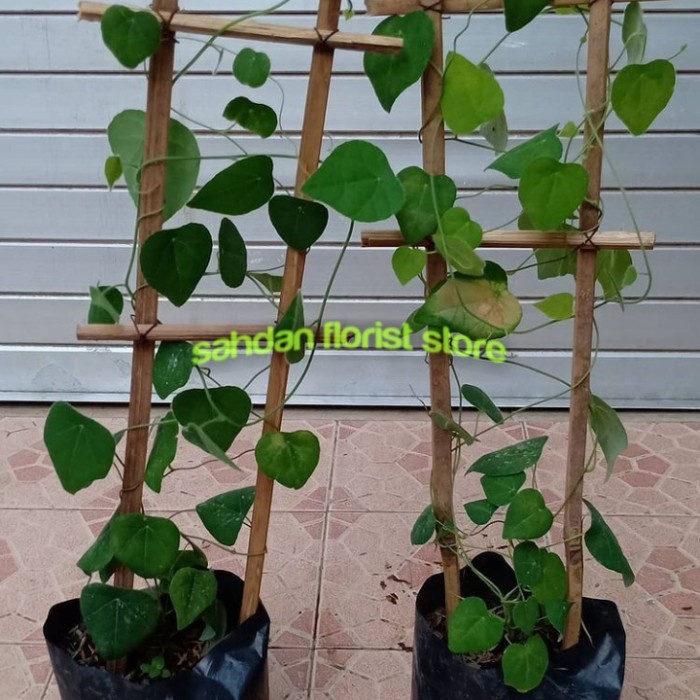 bibit cincau bulu rambat - pohon cincau bulu - tanaman herbal cincau