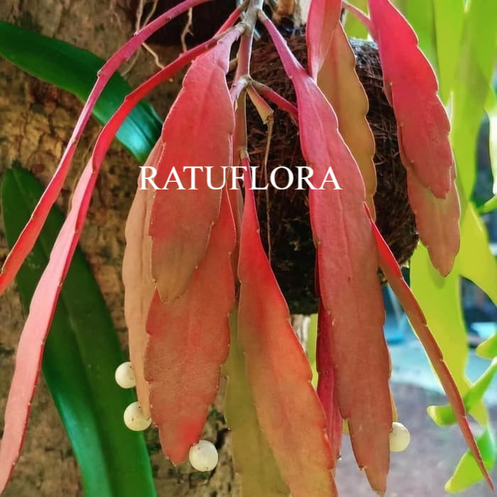 tanaman hias wijaya kusuma tasbih - wijaya kusuma bunga tasbih