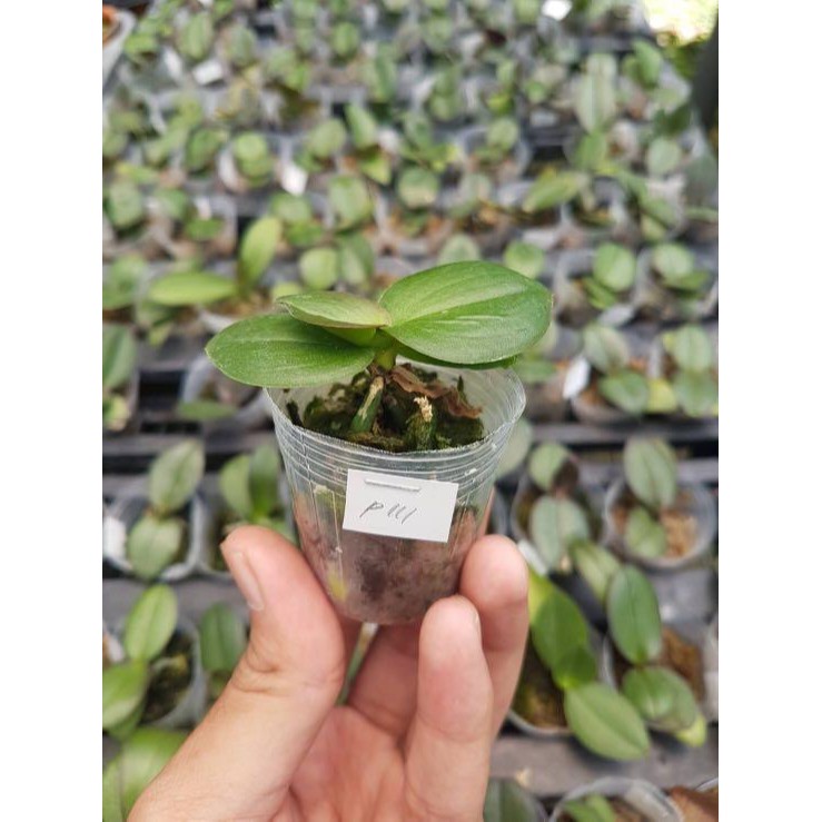 SEEDLING ANGGREK BULAN Shopee Indonesia SEEDLING ANGGREK BULAN Shopee Indonesia