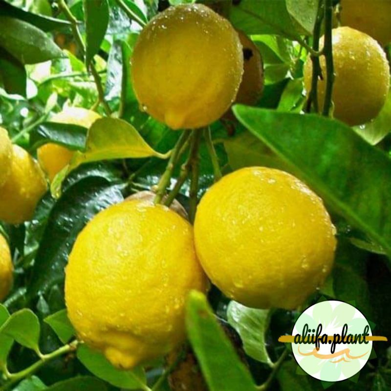 bibit buah jeruk lemon berbuah