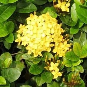 tanaman hias asoka kuning / soka ( Tanaman hias hidup indoor murah hiasan rumah taman-bunga hias hid