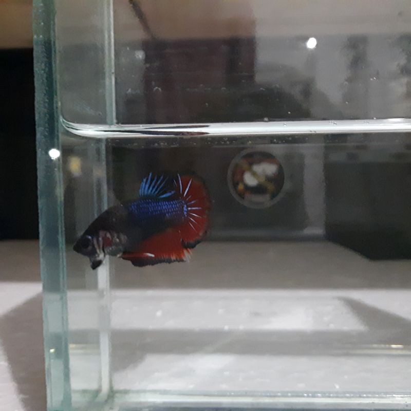 ikan cupang avatar gordon nemo male size -M 3.5 bulan murah