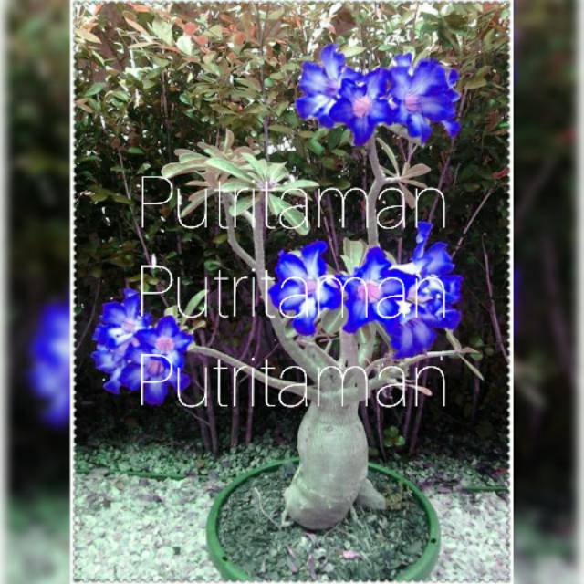 

Bibit bunga KambojaJepang/Adenium Cabang1000/Bonsai Bluewhite