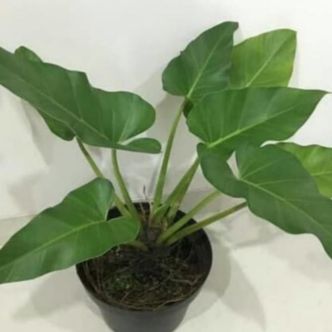 Paket 4 Tanaman Hias Philo Dendron Xanadu - Philo Jari - Philo Marbel