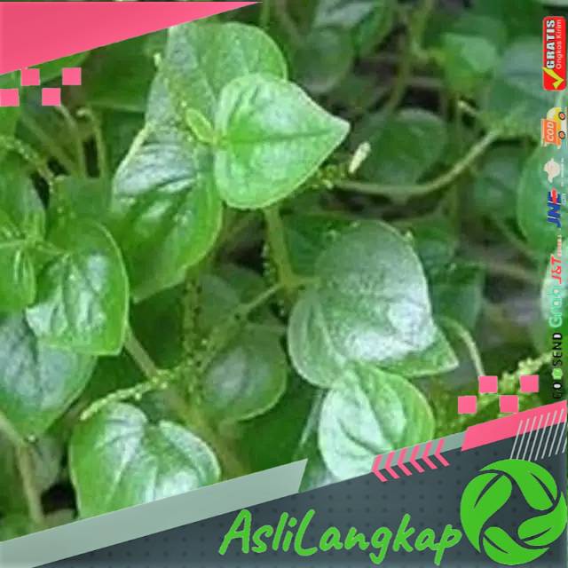 

Jual Daun Sirih Cina segar Fresh / 1 kg daun herbal