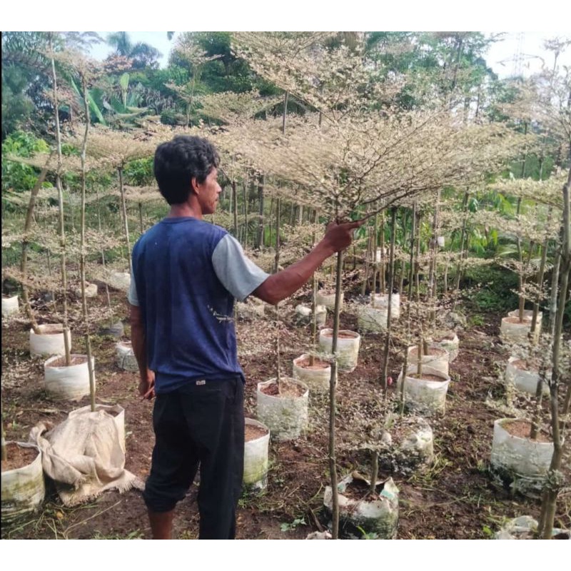 pohon ketapang kencana varigata