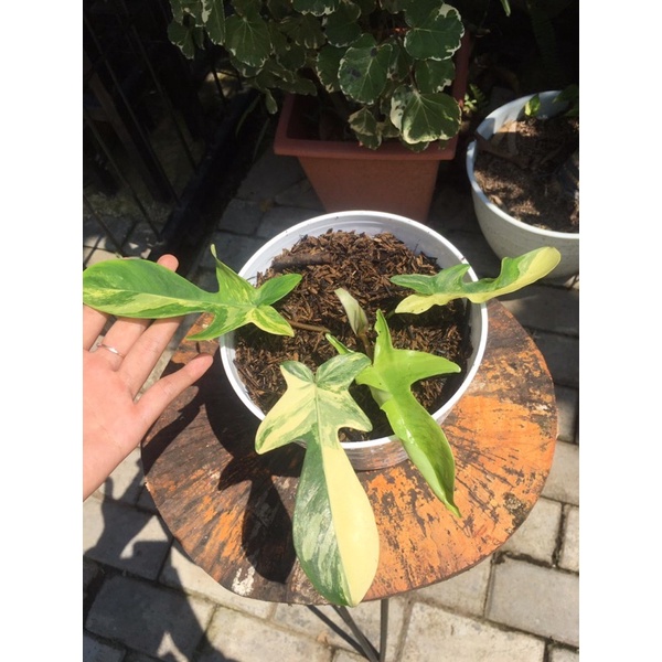 Florida Beauty Varigata Florida beauty variegata flobe var super menor otw 3 daun